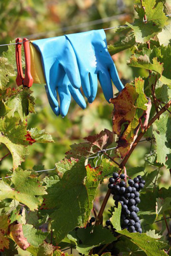 Weingut Matthias Dostert - Weinlese - Traubenlese