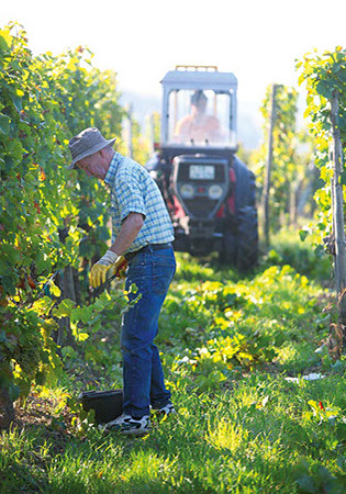 Weingut Matthias Dostert - Weinlese