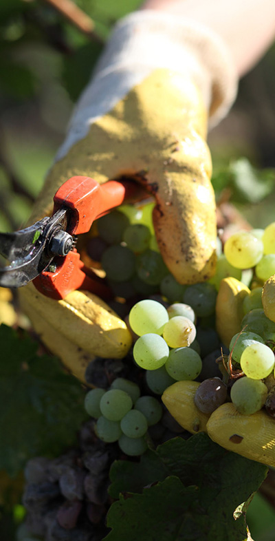 Weingut Matthias Dostert - Weinlese - Traubenlese