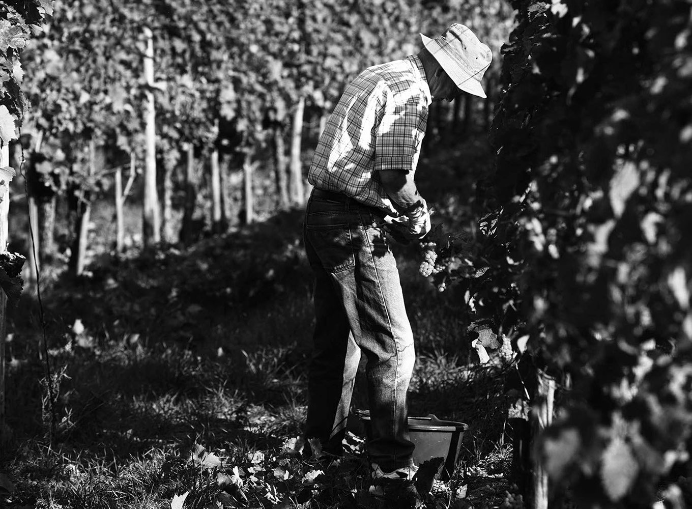 Weingut Matthias Dostert - Weinlese - Weinbauer